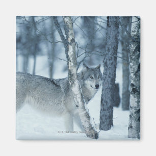 Wolf (Canis lupus) during Winter Magnet