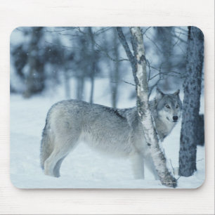 Wolf (Canis lupus) during Winter Mouse Pad
