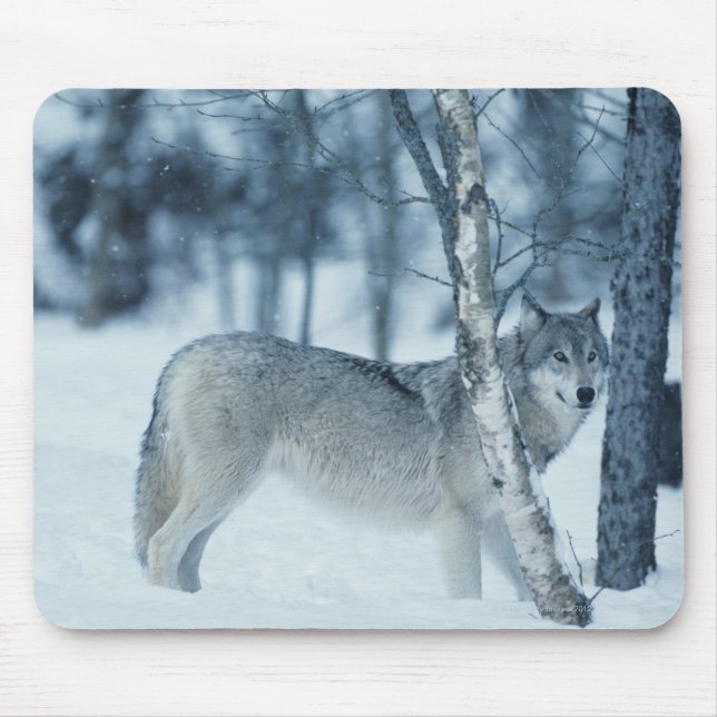 Wolf (Canis lupus) during Winter Mouse Pad (Front)