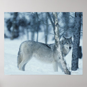 Wolf (Canis lupus) during Winter Poster