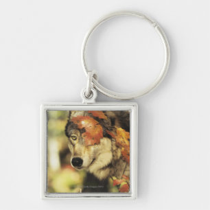 Wolf (Canis lupus), headshot, with Autumn colour, Key Ring