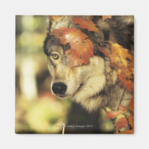 Wolf (Canis lupus), headshot, with Autumn colour, Magnet