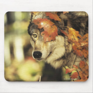 Wolf (Canis lupus), headshot, with Autumn colour, Mouse Pad