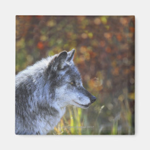 Wolf (Canis Lupus) Magnet