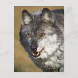 Wolf (Canis Lupus) Postcard