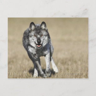 Wolf (Canis Lupus) Running Towards Camera Postcard