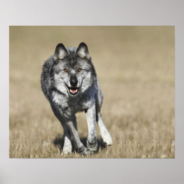 Wolf (Canis Lupus) Running Towards Camera Poster (Front)