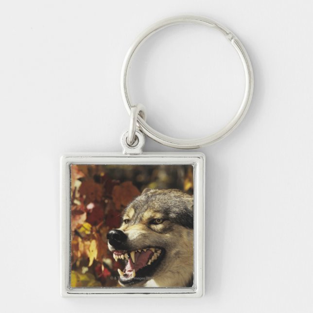 Wolf (Canis lupus) snarling, headshot, with Key Ring (Front)