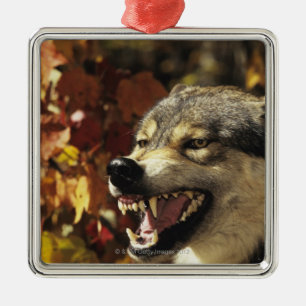 Wolf (Canis lupus) snarling, headshot, with Metal Tree Decoration