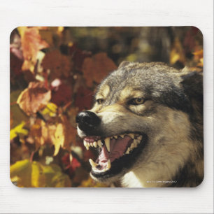 Wolf (Canis lupus) snarling, headshot, with Mouse Pad