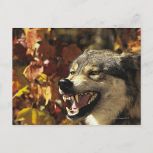 Wolf (Canis lupus) snarling, headshot, with Postcard