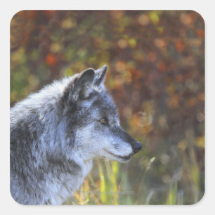 Wolf (Canis Lupus) Square Sticker