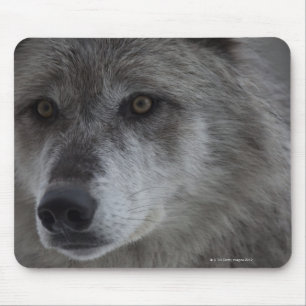 Wolf (Canus lupus) from Yellowstone National Mouse Pad