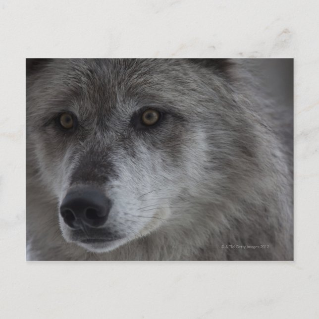 Wolf (Canus lupus) from Yellowstone National Postcard (Front)