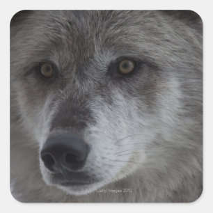 Wolf (Canus lupus) from Yellowstone National Square Sticker