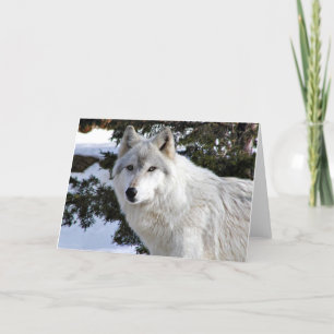 wolf card