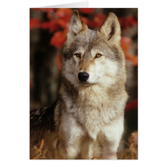 Wolf Cards