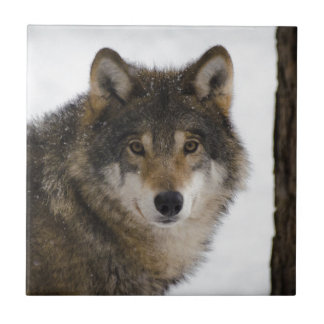 Wolf Ceramic Tile