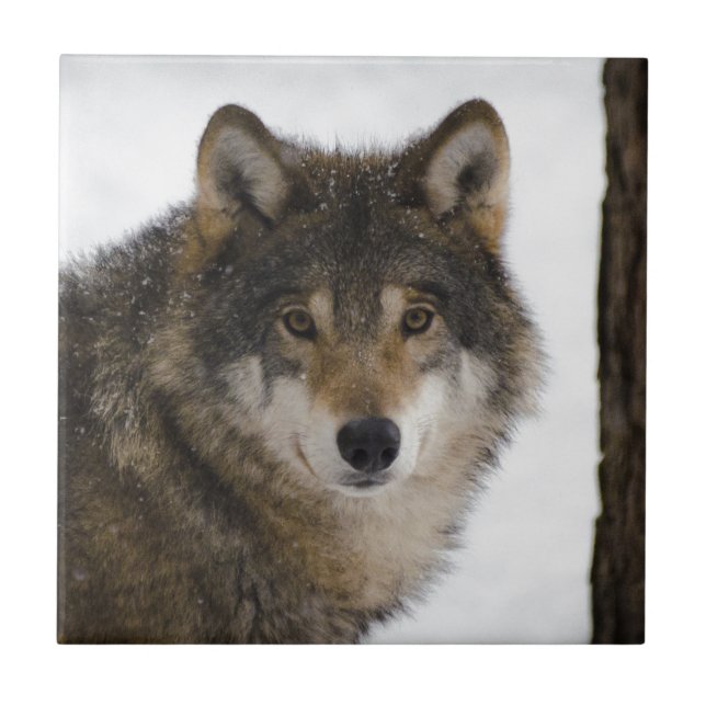 Wolf Ceramic Tile (Front)