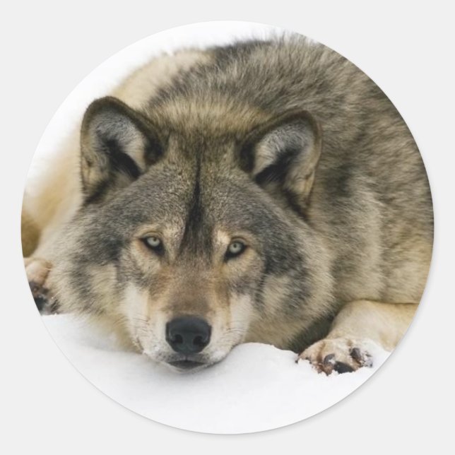 Wolf Classic Round Sticker (Front)