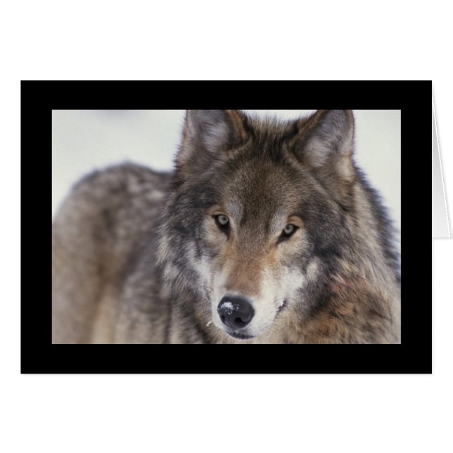 Wolf Close-Up (Front Horizontal)