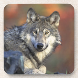 Wolf Coaster Set