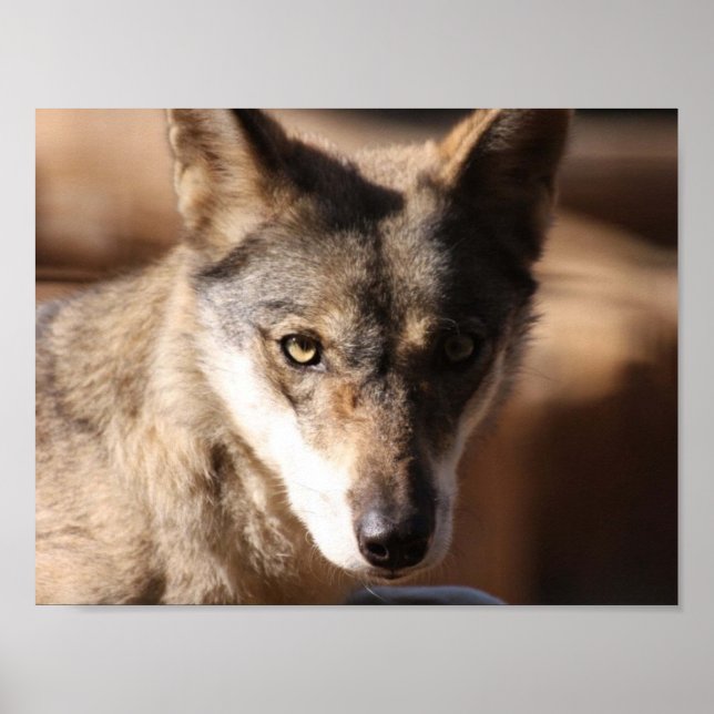 Wolf Cub Poster (Front)