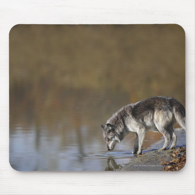 Wolf Drinking Water From A Pond Mouse Pad (Front)