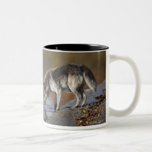 Wolf Drinking Water From A Pond Two-Tone Coffee Mug