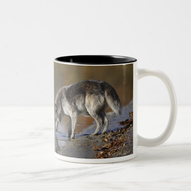 Wolf Drinking Water From A Pond Two-Tone Coffee Mug (Right)