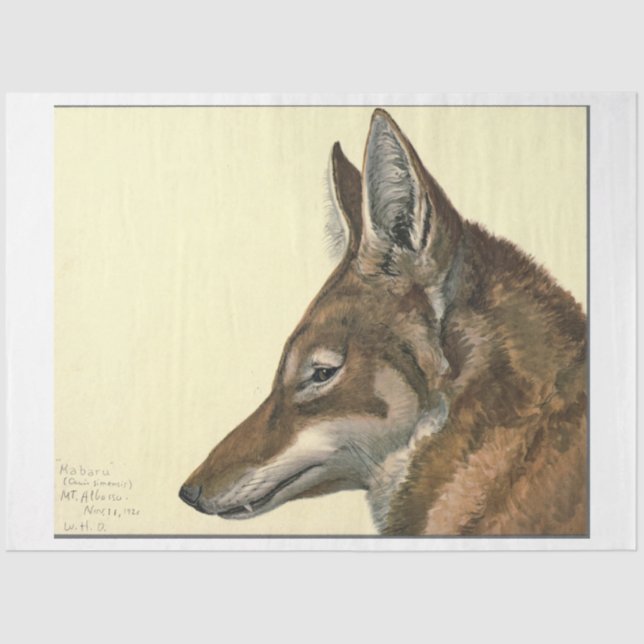 Wolf Ephemera Decoupage Tissue Paper (Front)