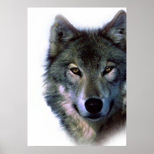 Wolf Eyes Artwork Freedom Poster