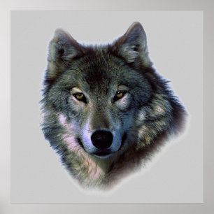 Wolf Eyes Poster Print