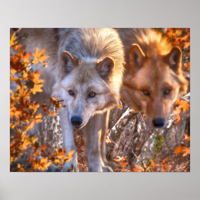 Wolf FAMILY AUTUMN Poster (Front)