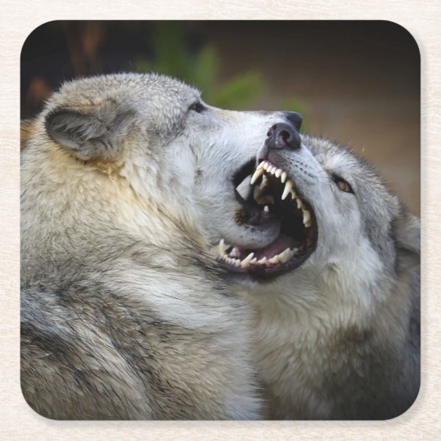 Wolf Fight Square Paper Coaster (Front)