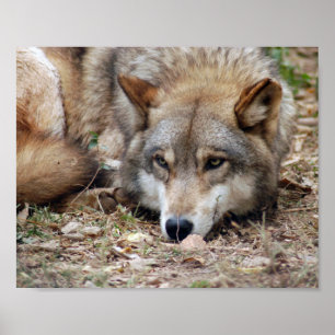 Wolf Framed Print