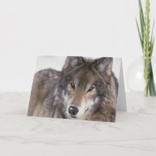 Wolf Gaze Card