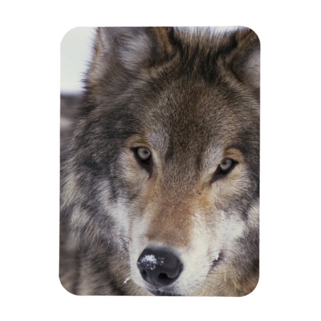 Wolf Gaze Magnet (Vertical)