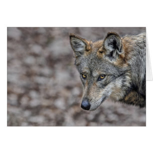 Wolf Glimpse Card