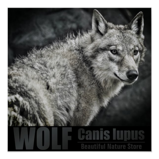 WOLF:Glossy Poster (Front)