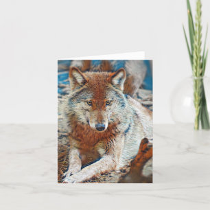 Wolf Greeting card