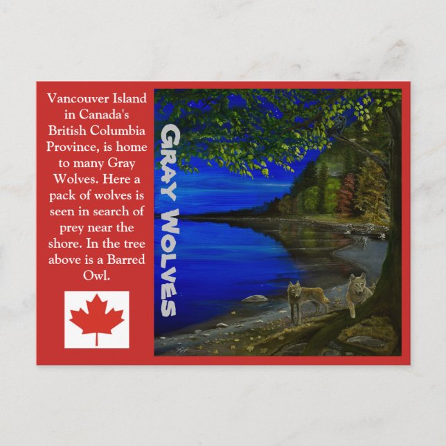 Wolf! Grey Wolves and Barred Owl. Postcard (Front)