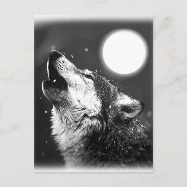 Wolf Howling at Moon Postcard (Front)