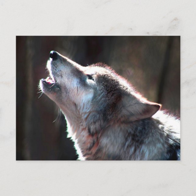 Wolf Howling Lone Wolf Postcard (Front)
