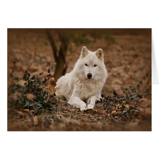 Wolf in Autumn (Front Horizontal)
