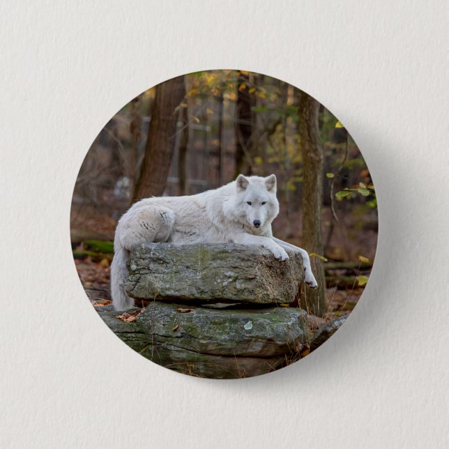 Wolf in Fall 6 Cm Round Badge (Front)