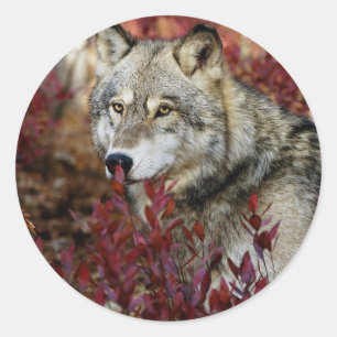 Wolf In Fall Foliage Classic Round Sticker