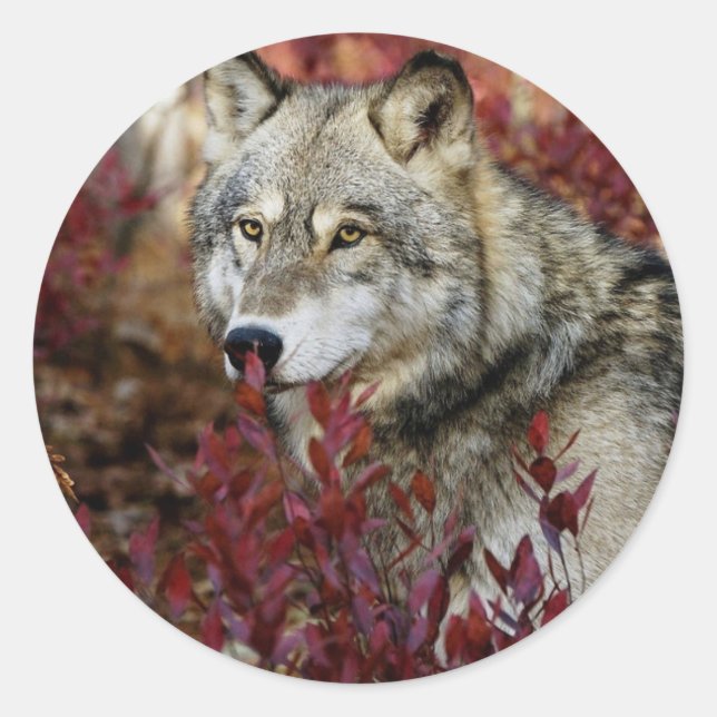 Wolf In Fall Foliage Classic Round Sticker (Front)