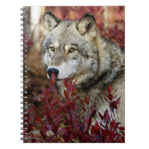 Wolf In Fall Foliage Notebook