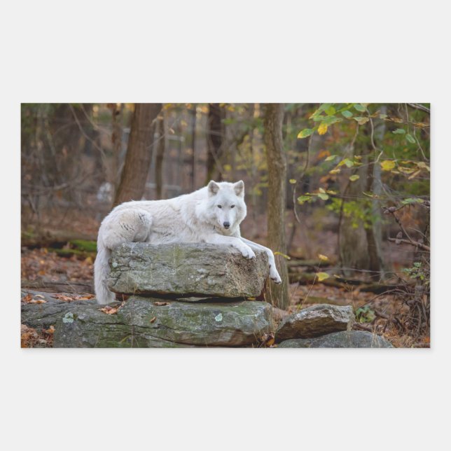 Wolf in Fall Rectangular Sticker (Front)